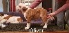 Oliver