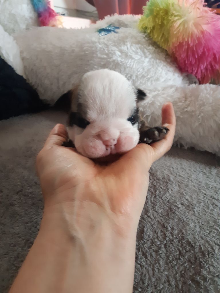 Headley Bull's - Bulldog Anglais - Portée née le 24/11/2020