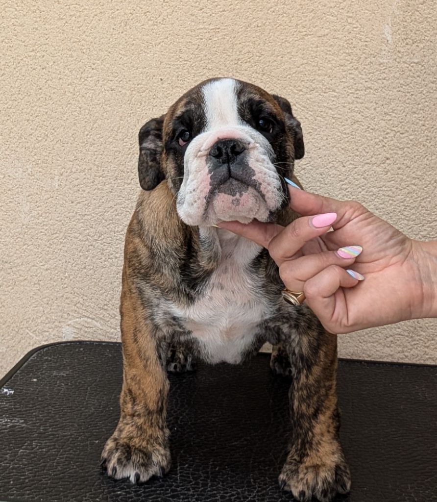 Headley Bull's - Chiots disponibles - Bulldog Anglais