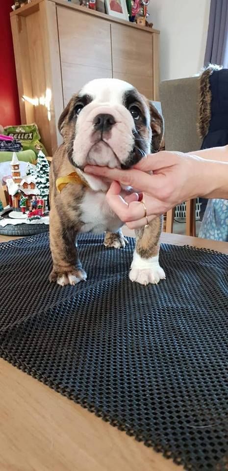 Headley Bull's - Bulldog Anglais - Portée née le 05/10/2018