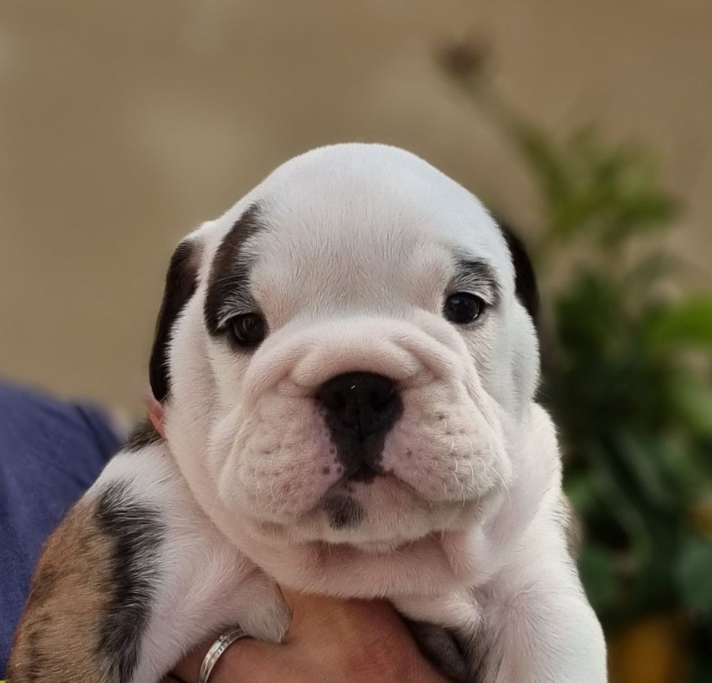 Headley Bull's - Bulldog Anglais - Portée née le 28/04/2023
