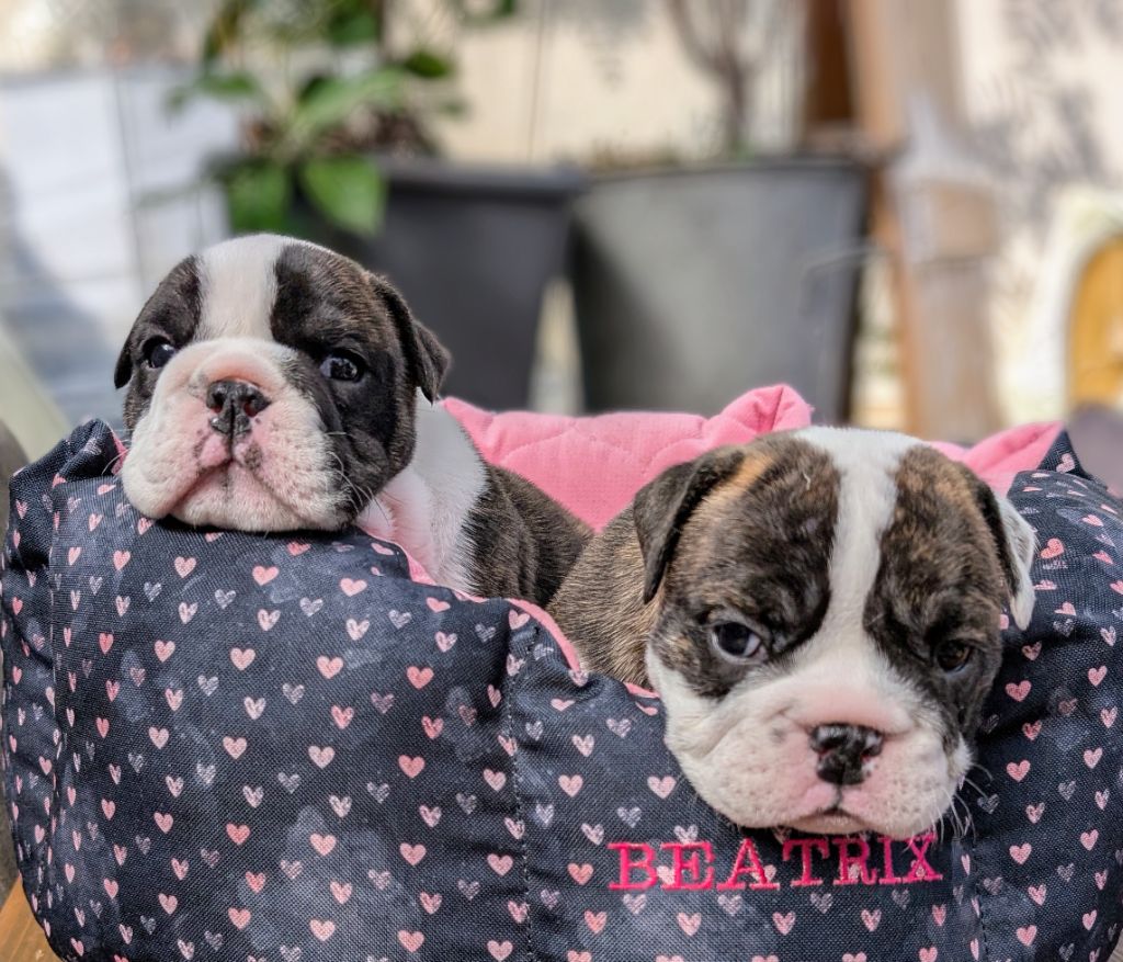Chiot Bulldog Anglais Headley Bull's
