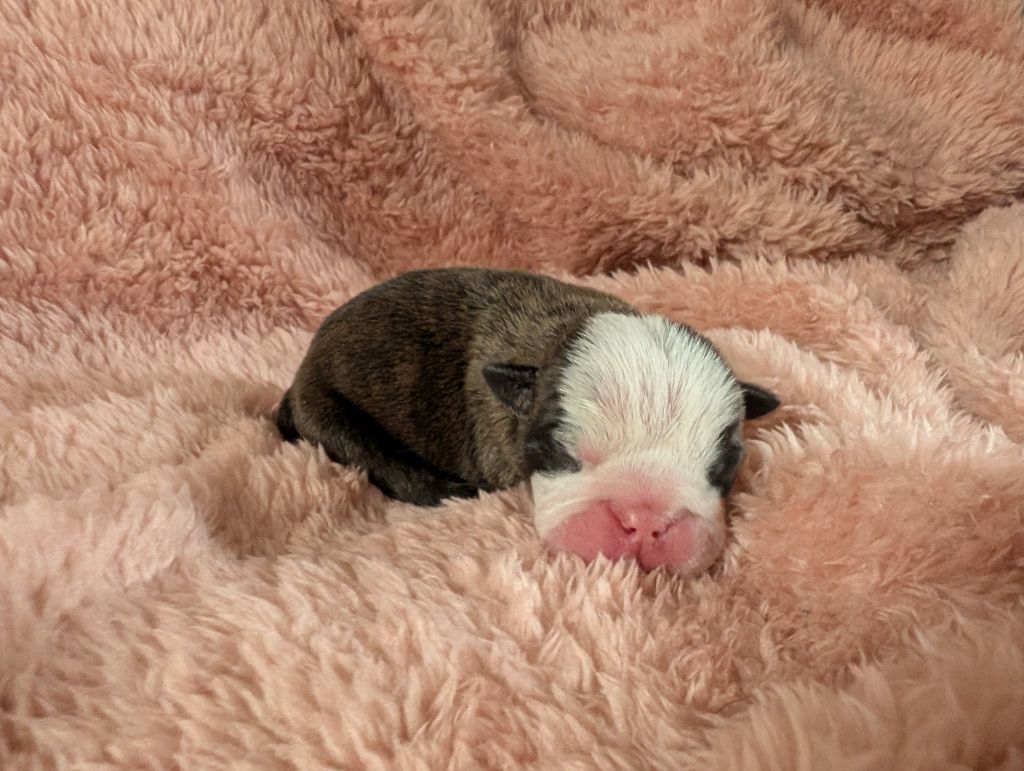 Headley Bull's - Chiots disponibles - Bulldog Anglais
