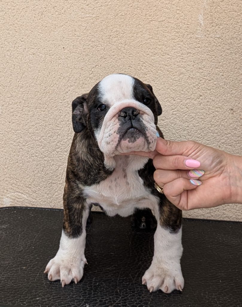 Headley Bull's - Chiots disponibles - Bulldog Anglais