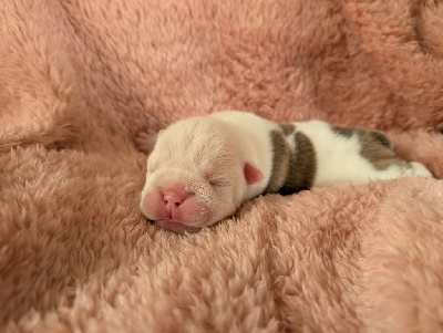 CHIOT 2