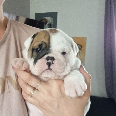 CHIOT