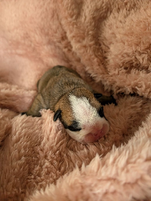 CHIOT 3