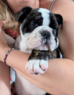 CHIOT 2
