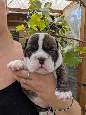 CHIOT 1
