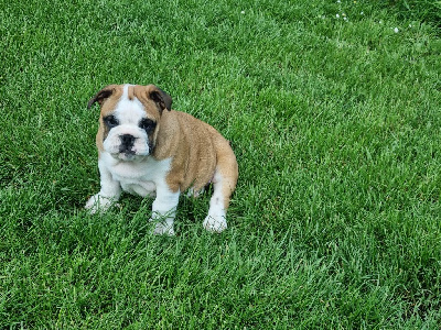 CHIOT