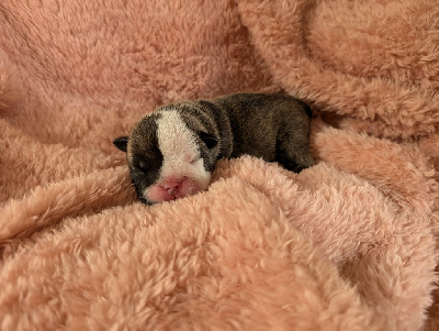 CHIOT 4