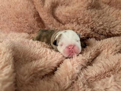 CHIOT 3
