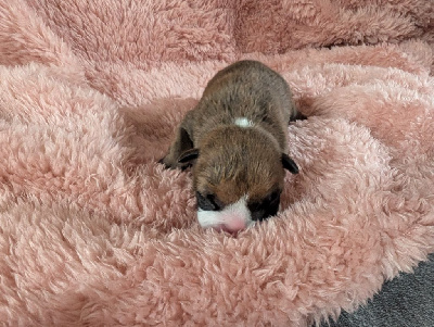 CHIOT 1