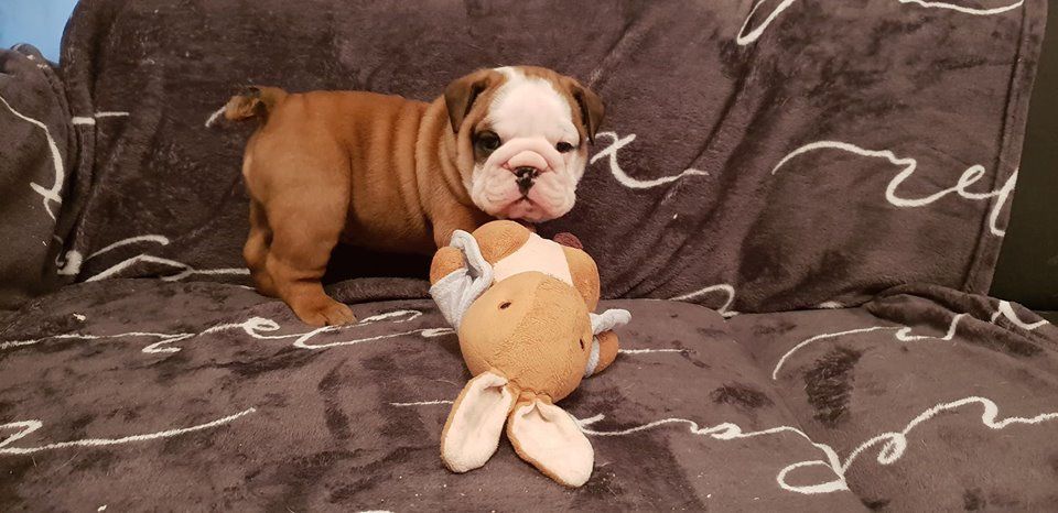 Headley Bull's - Bulldog Anglais - Portée née le 24/10/2018