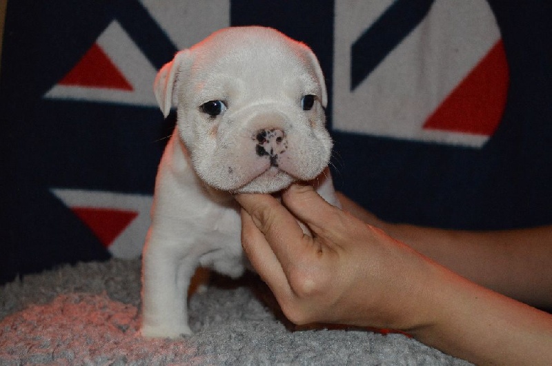 Headley Bull's - Bulldog Anglais - Portée née le 20/09/2016