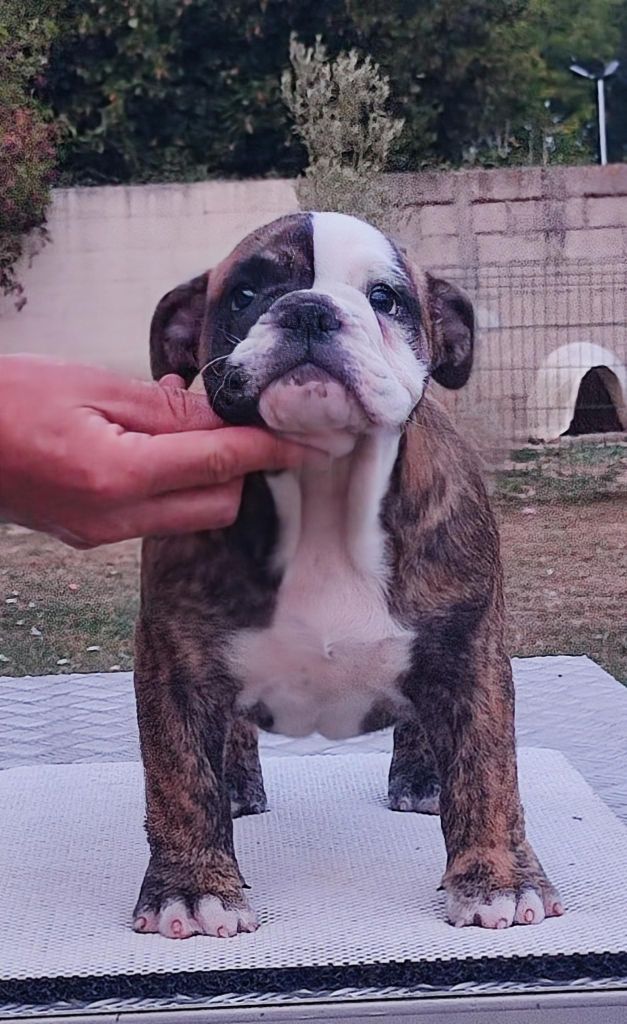 Headley Bull's - Chiots disponibles - Bulldog Anglais