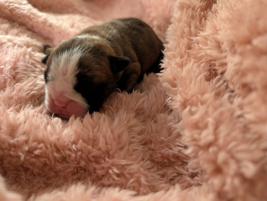 Headley Bull's - Chiots disponibles - Bulldog Anglais