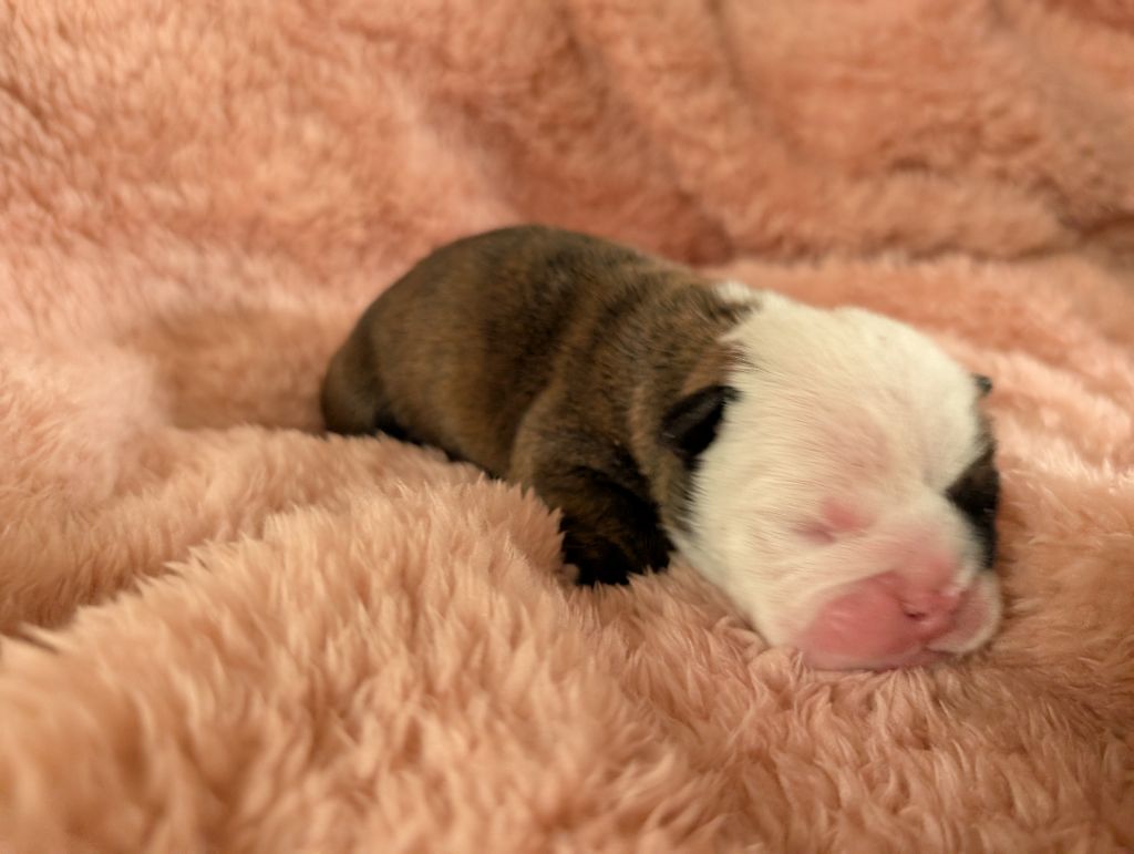 Headley Bull's - Chiots disponibles - Bulldog Anglais
