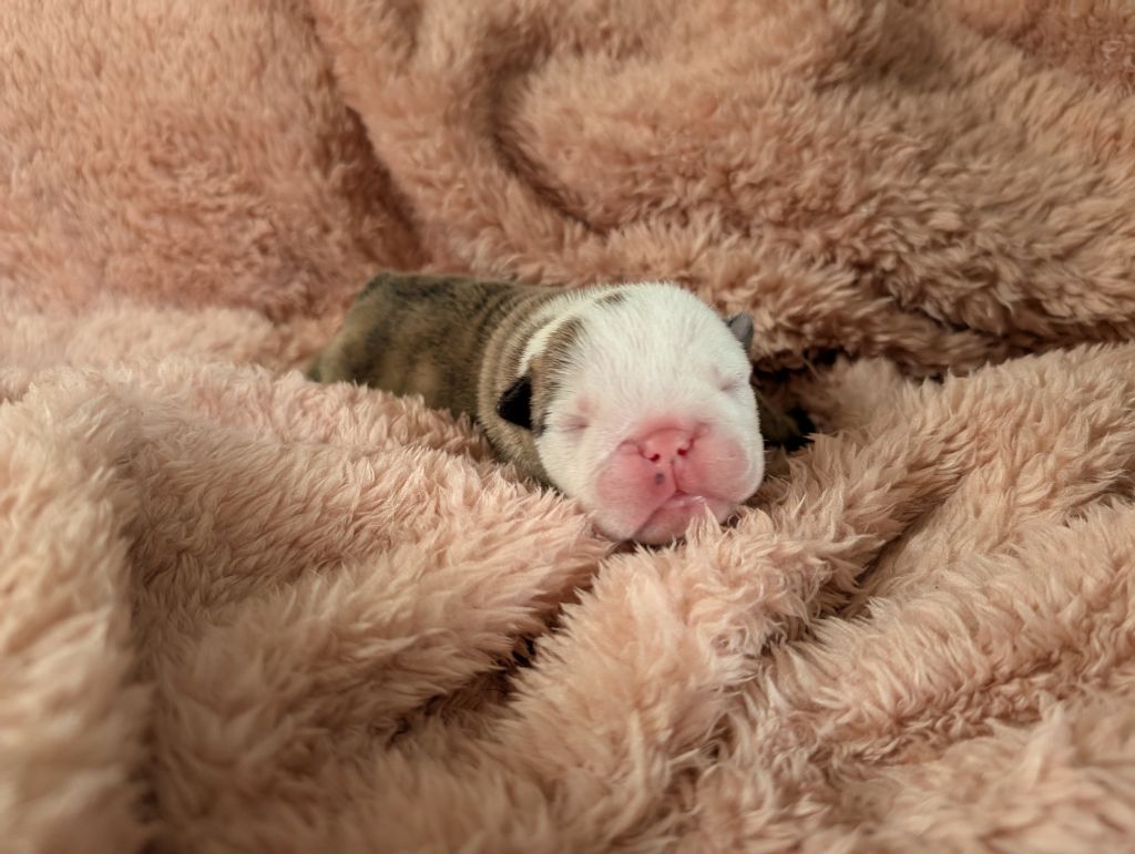 Headley Bull's - Chiots disponibles - Bulldog Anglais