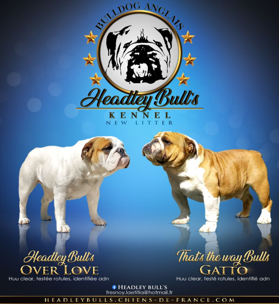 Headley Bull's - Bulldog Anglais - Portée née le 25/06/2021